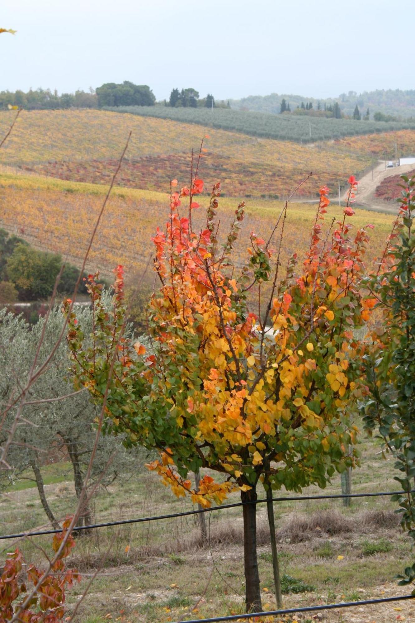 Le Terrazze Del Chianti B&B Residenza D'Epoca E Di Charme San Donato in Poggio Eksteriør billede