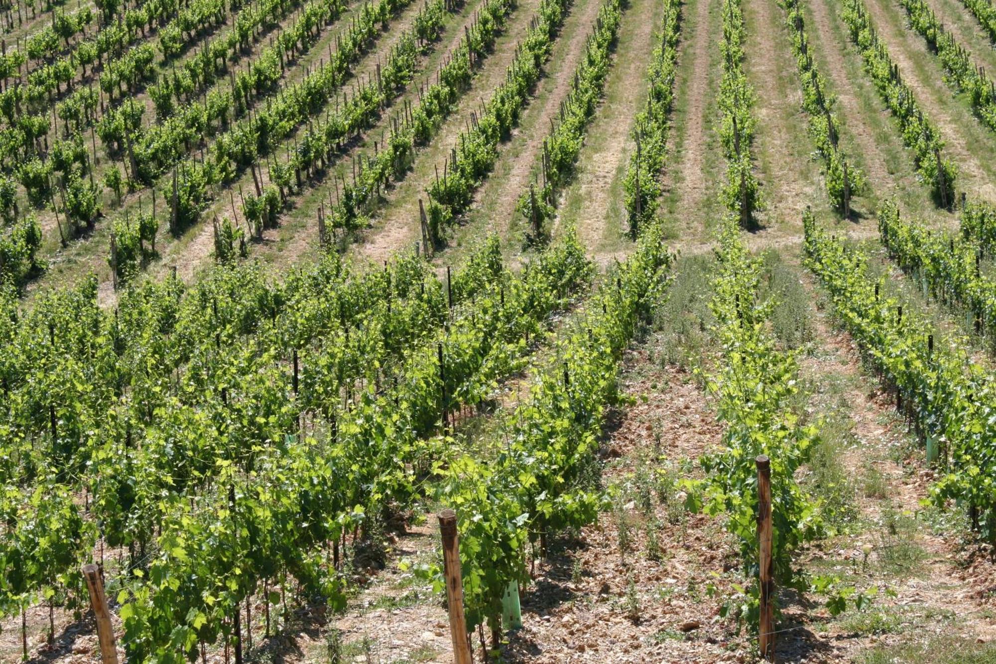 Le Terrazze Del Chianti B&B Residenza D'Epoca E Di Charme San Donato in Poggio Eksteriør billede